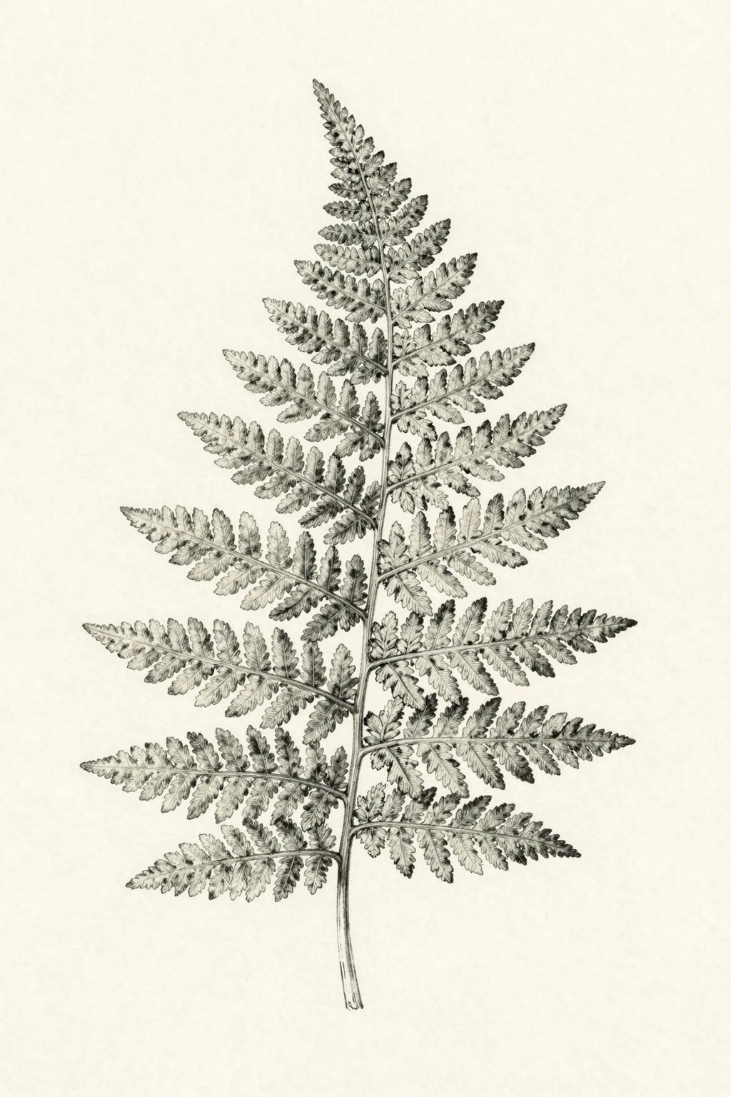 Refined fern botanical print