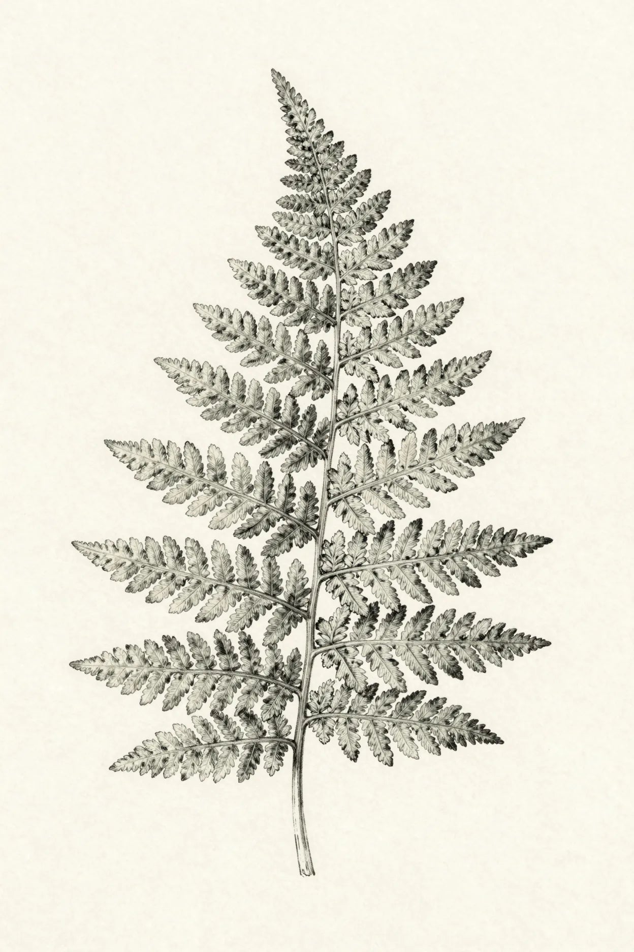 Refined fern botanical print